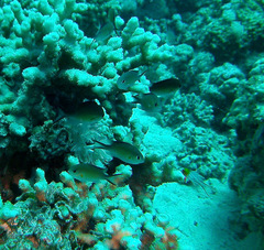Chromis flavaxilla