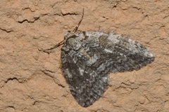 Epirrita dilutata