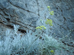 Helichrysum heldreichii