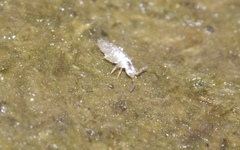 Lepidocyrtinae