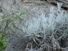Helichrysum heldreichii