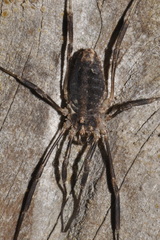 Odiellus troguloides