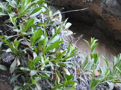 Staehelina petiolata