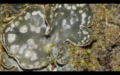 Peltigera didactyla