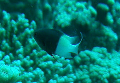 Pycnochromis dimidiatus