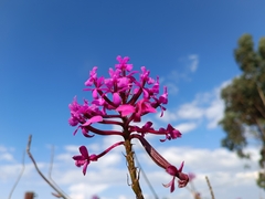 Epidendrum jamiesonis