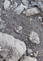 Sicarius thomisoides