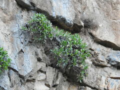 Staehelina petiolata