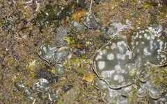 Peltigera didactyla