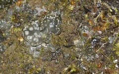 Peltigera didactyla