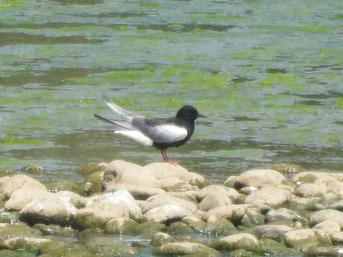 Fumarel aliblanco (Chlidonias leucopterus)