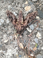 Cocytius antaeus