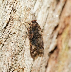 Dipsiathus obscurifrons