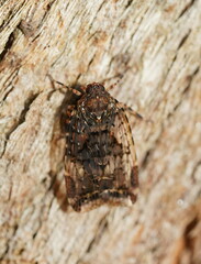 Dipsiathus obscurifrons