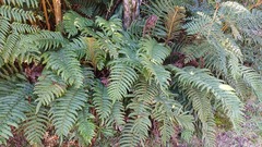 Blechnum cordatum