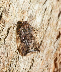 Dipsiathus obscurifrons