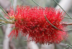 Melaleuca orophila