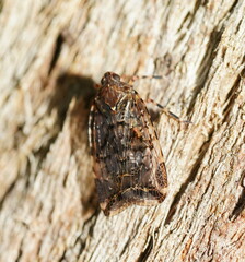 Dipsiathus obscurifrons