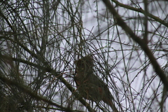 Cardinalis cardinalis igneus