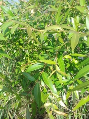 Blepharocalyx salicifolius