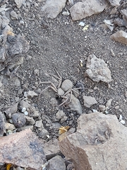 Sicarius thomisoides