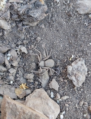 Sicarius thomisoides