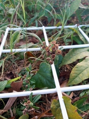 Melochia corchorifolia