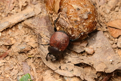 Deltochilum