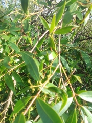 Blepharocalyx salicifolius