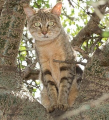 Felis lybica cafra