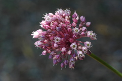 Allium ampeloprasum