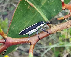 Rhinotia