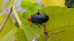 Cacoscelis marginata