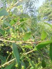 Blepharocalyx salicifolius