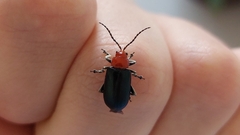 Cacoscelis marginata