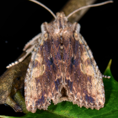 Lithophane patefacta