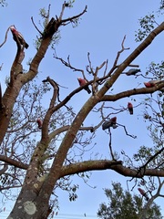 Eolophus roseicapilla albiceps