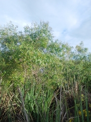 Blepharocalyx salicifolius