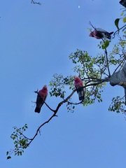 Eolophus roseicapilla albiceps