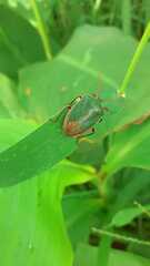 Edessa rufomarginata