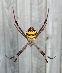 Argiope aetherea