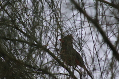 Cardinalis cardinalis igneus