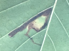 Stigmella saginella