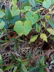 Cucumis melo