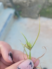 Cyperus compressus