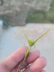 Cyperus compressus