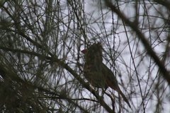 Cardinalis cardinalis igneus