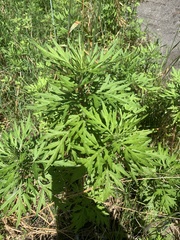 Artemisia verlotiorum