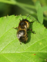 Anthophora furcata