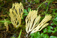 Ramaria cystidiophora